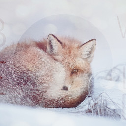 freetoedit fox wild winter mysterious