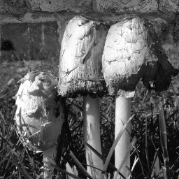 blackandwhite maskeffect mushroom mushrooms nature