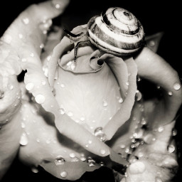 rose macro blackandwhite snail nature