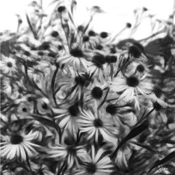 blackandwhite wildflowers oilpaintingeffect naturephotography nature