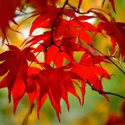 leaves autumn red yellow nature pcleaves freetoedit
